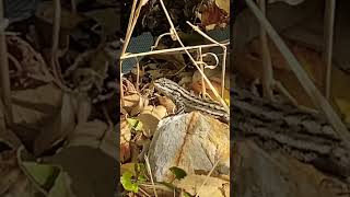 New Mexico Desert 🌵 Lizard 🦎 on top of 🪨 around the fall leaves [upl. by Rehpatsirhc]