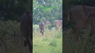 Bale Mountains National Park shortsfeed shorts wildlife nature love addisababa ethiopia [upl. by Boris791]