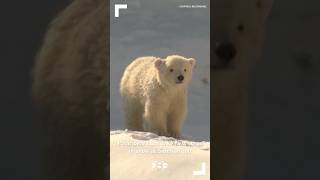 Polar bear cubs take first steps in snow at Siberian zoo [upl. by Ravid265]