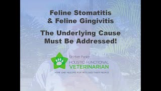 Feline Stomatitis amp Gingivitis The Underlying Cause Must Be Addressed [upl. by Assitruc]