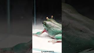 Australian Green Tree Frog ate Lizards tail [upl. by Anilys777]