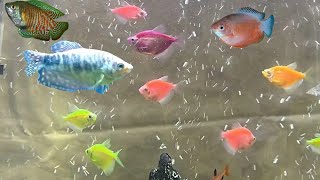 Can glofish tetras and gourami fish live together  can you mix gouramis and glofish tetras [upl. by Kaia]