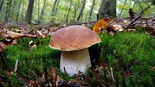 Boletus edulis amp Boletus pinophilus  VRGANJI 2016 [upl. by Ylenats]