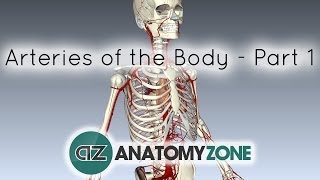 Arteries of the body  PART 1  Anatomy Tutorial [upl. by Tila569]