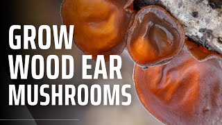 How to Grow Wood Ear Mushrooms  Auricularia auricula judae [upl. by Nnairret]