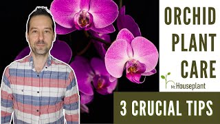 Orchid Plant Care 3 Crucial Tips [upl. by Ynolem]