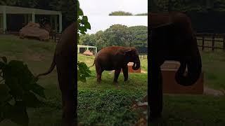 mysore zoo part 2 [upl. by Shaya]