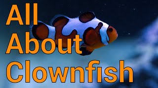 All About Clownfish  Care History Breeding and more in your reef tank [upl. by Ainek]