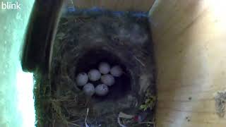 Chickadee Nest Watch  May 11 2023 [upl. by Martinez]