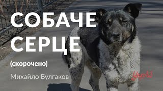 Михайло Булгаков — Собаче серце аудіокнига скорочено [upl. by Leavelle143]