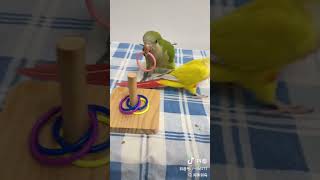 Parrot rings bird rings jingle bells parrot rings handraised parrots bird training experts [upl. by Dickens]