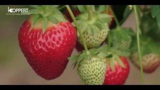 Strawberry pollination with Koppert bumblebees  NFFC [upl. by Melborn]