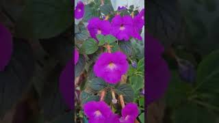 Achimenes longiflora [upl. by Leind]