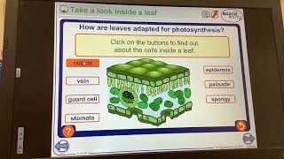 KS4GCSEBIOLOGYPhotosyntesisLeaf adaptations [upl. by Ocko806]