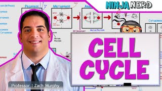 Cell Biology  Cell Cycle Interphase amp Mitosis [upl. by Barrie]