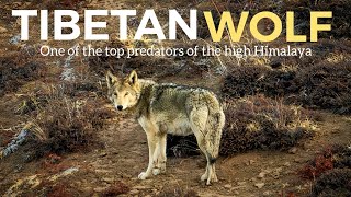 TIBETAN WOLF  ONE OF THE TOP PREDATORS OF THE HIGH HIMALAYAS  KIBBER  SPITI VALLEY  WILD  INDIA [upl. by Eelsha793]