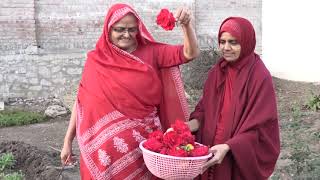 Tamari Murti Vina Mara Natha Re Amreli Mahila Mandir [upl. by Ehcrop]