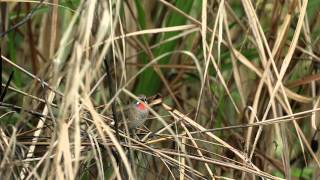 野鴝公鳥 鳴叫 20121129 Siberian Rubythroat sounding [upl. by Kcirdlek162]