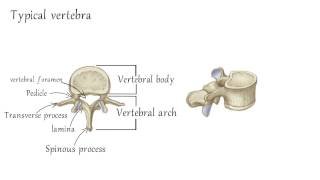 Cervical Vertebrae Anatomy [upl. by Atinahc]