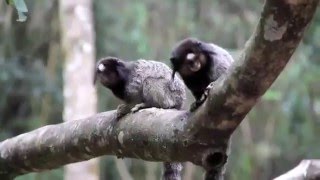 Marmosets [upl. by Lee]