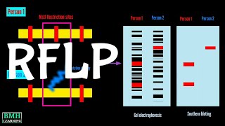 RFLP Markers  Restriction Fragment Length Lolymorphism [upl. by Nylitsirk]