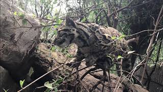 Clouded Leopard Cubs at the Smithsonians National Zoo [upl. by Ledarf947]