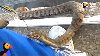 Man Feeds WILD SNAKE Friend A Snack  The Dodo [upl. by Ellesirg]