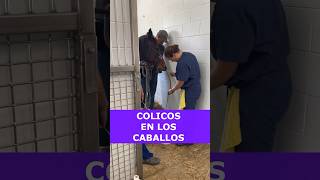 COLICOS🚑🐴 CABALLOS HORSES CABALLO HORSE VAQUERO CHARRO RODEO cowboy [upl. by Viv769]