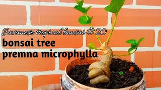 bonsai mini premna microphylla 20 Javanesetropicalbonsai [upl. by Rosol]