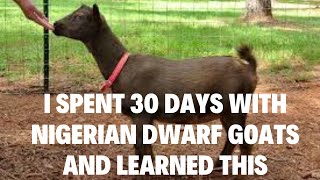 I Spent 30 Days with Nigerian Dwarf Goats and Learned THIS [upl. by Misaq479]