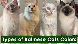 12 Types of Balinese Cats Colors and Patterns  12 Types of Balinese Cat [upl. by Flossi296]