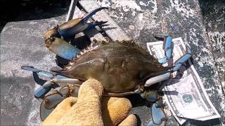 How to Trot Line for Blue Crabs  Clam Bags [upl. by Airasor753]