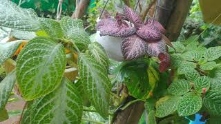 Episcia Varieties [upl. by Cence]