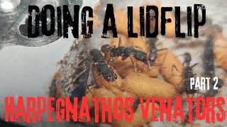 Doing a lidflip for our Harpegnathos Venator part 2 [upl. by Octavius]