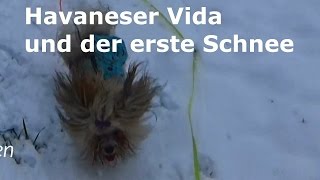 Havaneser Vida und der erste Schnee [upl. by Mairb]