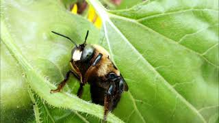 Bumblebee POLLINATING Team EUSOCIAL Animals [upl. by Kcired43]