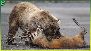 11 Brutal Polar Bear and Grizzly Bear Attacks [upl. by Anenahs]