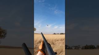 First Rooster of 2024  South Dakota Pheasant Hunt uplandhunting [upl. by Bryon]