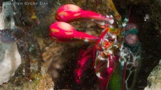 MANTIS MURDER SHRIMP Slow Motion  Smarter Every Day 121 [upl. by Ilene]