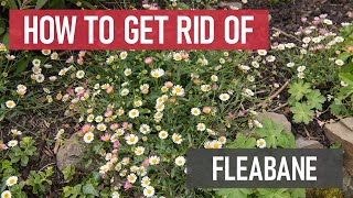 How to Get Rid of Fleabane Daisy Lookalikes  Weed Management [upl. by Atiugal]