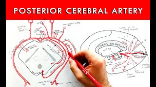 Posterior Cerebral Artery  Segments and branches  Neuroanatomy [upl. by Lysander]