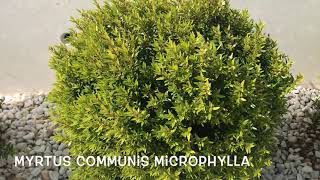 Myrtus communis microphylla Garden Center online PGARDENS [upl. by Annaid]