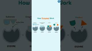 EnzymeSubstrate Complex 😳 study enzymes viral ytshorts [upl. by Cammie593]
