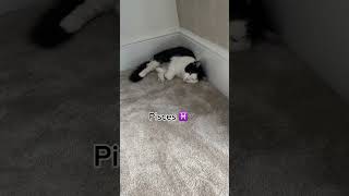 it’s already been 7 months… cat catlover catshorts trending cuteanimals nice [upl. by Mckinney]