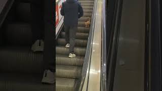 A kindlyman helped the Cat who stuck in the escalatorcatvideoshortscutecatcatescalator [upl. by Annohsed403]