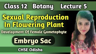 Class 12 botany Sexual Reproduction in flowering plantDevelopment Of Female Gametophyte Embryo sac [upl. by Haymo]