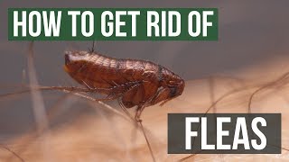 How to Get Rid of Fleas [upl. by Wahkuna]