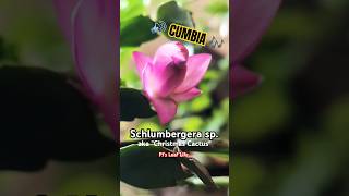 Jungle Cactus Care amp Bloom Guide pjsleaflife indoorgardening cumbia [upl. by Shaikh735]