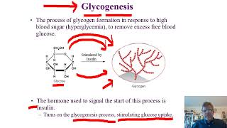 Biochemistry Lecture 12 [upl. by Glynda]