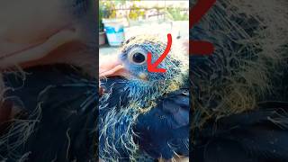 Pigeon pox treatment pigeonmedicine shorts tranding uk australia usa pets [upl. by Nwadal839]